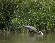 Great Blue Heron 0300